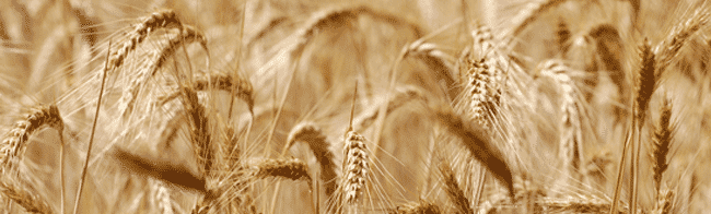 Hidratación y Alimentación